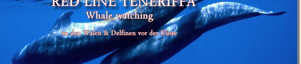 Whale Watching Teneriffa. Wal Beobachtung Teneriffa.