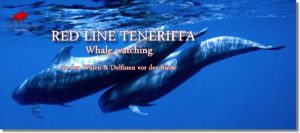 Whale Watching Teneriffa. Wal Beobachtung Teneriffa.
