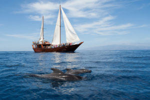 Historische Dau Whale Watching Teneriffa