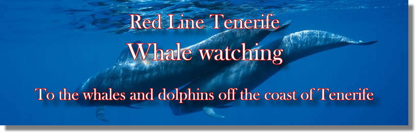 Tenerife Whale watching. To the whales and dolphins off the coast of Tenerife