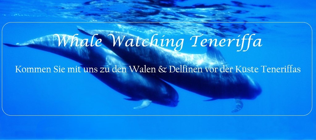 Whale watching Teneriffa
Kommen Sie mit uns zu den Walen und Delfinen vor der Küste Teneriffa