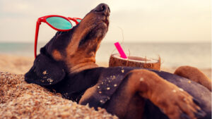 mit Hund - Ferienhaus Teneriffa mit Hund